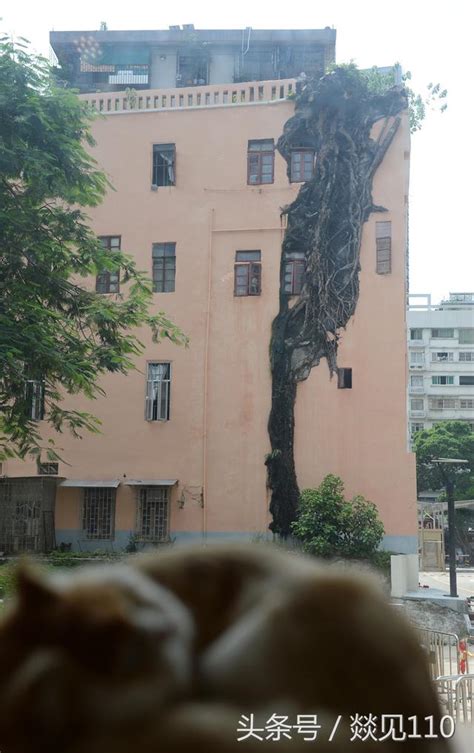 樓高地基比例 外牆長榕樹